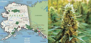 Alaska Cannabis